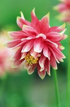 Columbines Pale Pink Seeds for Planting – Organic, Heirloom, Non-GMO Flower Seeds