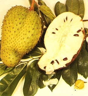 Soursop Fruit Seed for Planting - Yellow Green Variety, Ideal for Home Garden, GMO Free Seeds