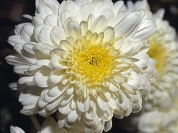 Chrysanthemum Flower Seeds Yellow White for Planting - NON GMO Seeds