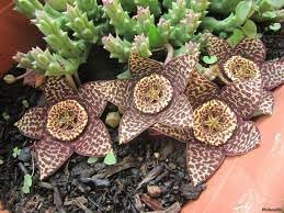 Orbea Cooperi Flower Seeds – Heirloom Non-GMO Seeds for Succulent and Exotic Garden Planting
