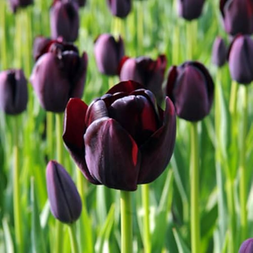 Black Tulip Flower Seeds for Planting - Heirloom & Non-GMO Seeds for Beautiful Home Garden for planting in home garden