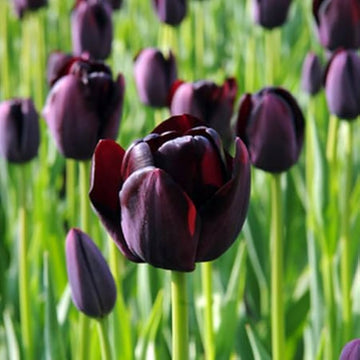 Black Tulip Flower Seeds for Planting - Heirloom & Non-GMO Seeds for Beautiful Home Garden