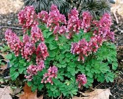 Corydalis Plant Seeds for Planting - 100 pcs