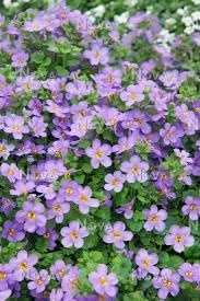 Gulliver Flower Seeds for Planting - 100 pcs