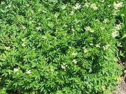 Green Filipendula Plant Seeds for Planting – Organic, Heirloom, Non-GMO Meadow Sweet Seeds