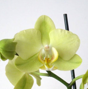 Phalaenopsis Orchid Seeds Pale Green for Planting, NON GMO Seeds