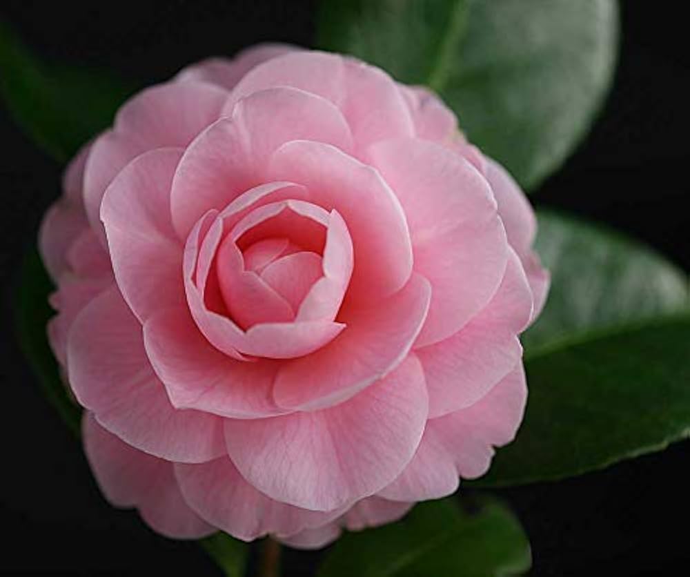 Heirloom Non-GMO Camellia Flower Seeds for Planting – Elegant Ornamental Garden Bloom Seeds - Non-GMO for planting in home garden