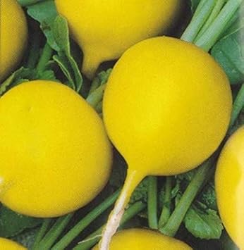 Radish Seeds for Planting Yellow - 100 Pcs pcs