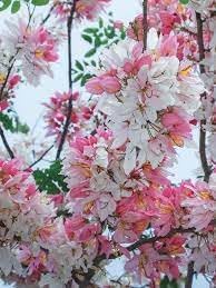 Javanica Flower Seeds for Planting - NON GMO Seeds