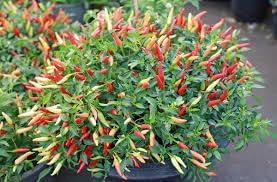 Chilli Pepper Vegetable Seeds for Planting - 100 Pcs pcs