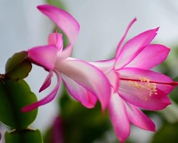 White Pink Zygocactus Truncatus Flower Seeds for Planting - Non-GMO, Heirloom Garden Seeds