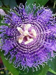 Sweet Grenadilla Passiflora Seeds – Heirloom Non-GMO Fruit Seeds for Tropical Garden Planting
