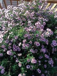 Heirloom Climbing Aster Flower Seeds for Planting – Non-GMO, Perennial Blooming Seeds