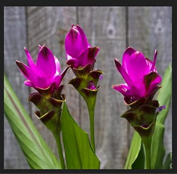 Curcuma Flower Seeds for Planting Violet