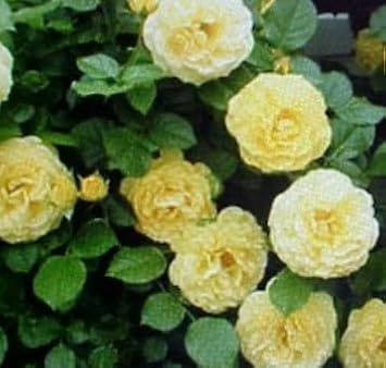 Light Yellow Climbing Rose Flower Seeds