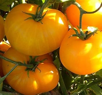 Giant Tomato Seeds for Planting, Yellow, 100 Pcs pcs