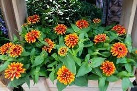 Zowie Flower Seeds for Planting - NON GMO Seeds
