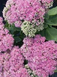 Sedum Dragons Blood Groundcover Plant Seeds for Planting - NON GMO Seeds