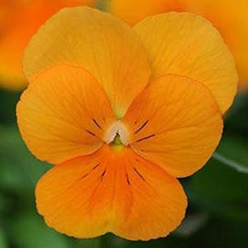 Orange Viola Sorbet Flower Seeds for Planting - NON GMO Seeds