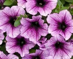 Heirloom Petunia Bordeaux Flower Seeds for Planting - NON-GMO, Easy to Grow Garden Blooms - Petunia for planting in home garden