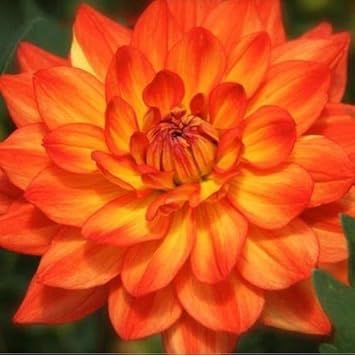 Dark Orange Dahlia Seeds for Planting â€“ Organic, Heirloom, Non-GMO Flower Seeds for planting in home garden
