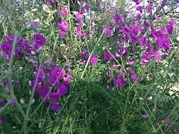 Heirloom Non-GMO Swainsonia Flower Seeds for Planting – Delicate Blooms for Cottage and Wild Gardens