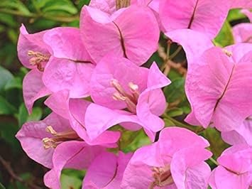 Baby Pink Bougainvillea Flower Seeds for Planting – Heirloom and Non-GMO Garden Seeds