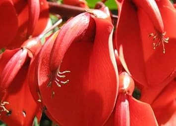 Dark Orange Erythrina Crista Galli Flower Seeds for Planting - NON GMO Seeds