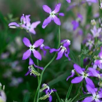Heirloom Non-GMO Matthiola Flower Seeds for Planting – Fragrant Stock Garden Blooms