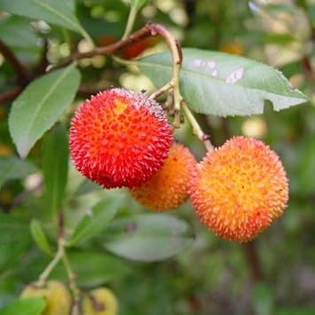 Orange bayberry fruit seeds