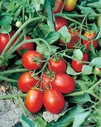 Giant Monster Tomato Vegetable Seeds for Planting – Red Variety 100 Pcs pcs