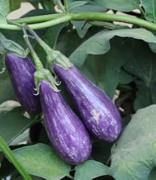 Blue Eggplant Seeds for Planting - 100 Pcs pcs