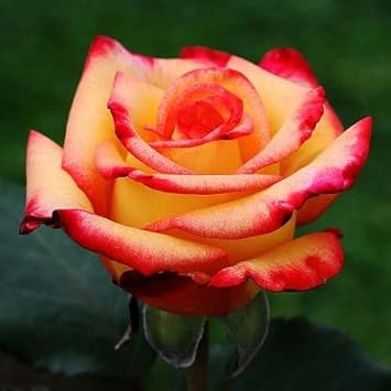 Orange Yellow Rose Plant Seeds for Planting Non-GMO Heirloom Garden Seeds for Growing