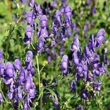 Organic Aconitum Napellus Plant Seeds for Planting – Heirloom, Non-GMO