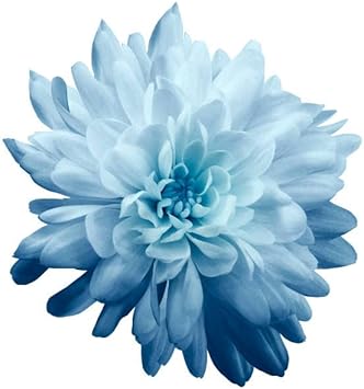 Chrysanthemum Flower Seeds Sky Blue for Planting - NON GMO Seeds