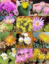 Mixed Conophytum Plant Seeds for Planting - 100 pcs