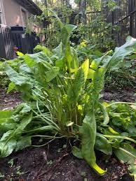 French Sorrel Herb Seeds for Fresh Culinary Gardens and Microgreens – Fresh Herb for Your Garden