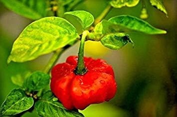 Red Cachucha Vegetable Seeds for Planting, heirloom & Non-GMO Seeds