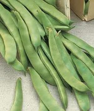 Green Romano Pole Bean Seeds for Planting - heirloom & Non-GMO Seeds