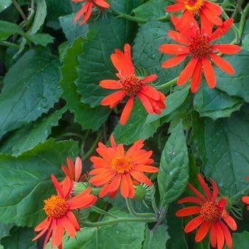 Confusus Mexico Flower Seeds for Planting - 100 pcs