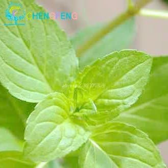 Green Mint Plant Seeds for Herb Gardens and Culinary Use for Planting – Fresh Herb for Your Garden