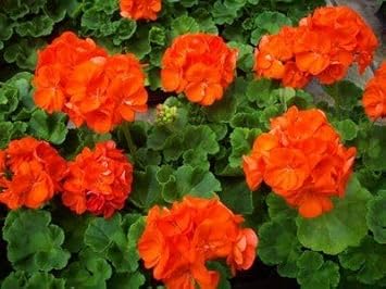 Geranium Orange Flower Garden Seeds for Planting - NON GMO Seeds
