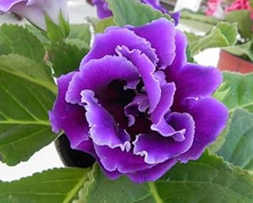 Heirloom Non-GMO Gloxinia Perennial Flower Seeds – Lush Indoor or Garden Blooms