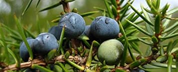 Black Juniper Berries Fruit Seeds - 5pcs, Start Your Own Juniper Tree 100 Pcs pcs