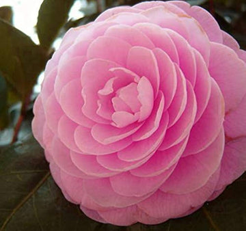 Heirloom Camellia Flower Seeds â€“ Non-GMO Seeds for Planting Beautiful Garden Blooms
