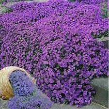 Heirloom Non-GMO Cascade Flower Seeds for Garden Planting – Flowing Vibrant Blooms