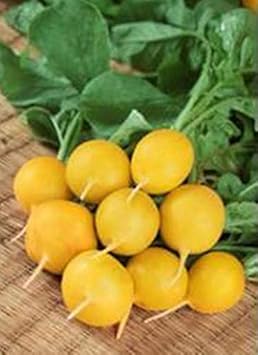 Radish Seeds for Planting Yellow - 100 Pcs pcs