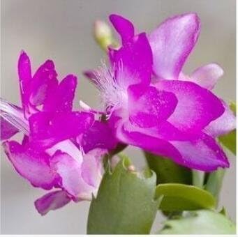 Violet Schlumbergera Flower Seeds - 100 pcs