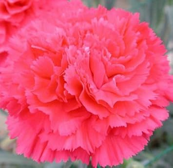 Pink Dianthus Caryophyllus Flower Planting Seeds for Garden NON GMO Seeds