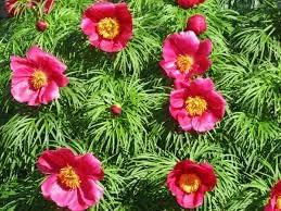 Fern Leaf Peony Flower Seeds for Planting - heirloom & Non GMO Seeds